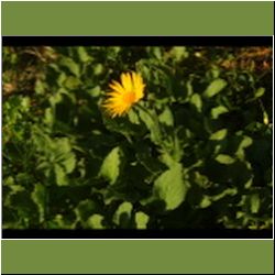 Regina-F-Rau_Alant_2015-07-02_2Hahnenkampl (500).JPG